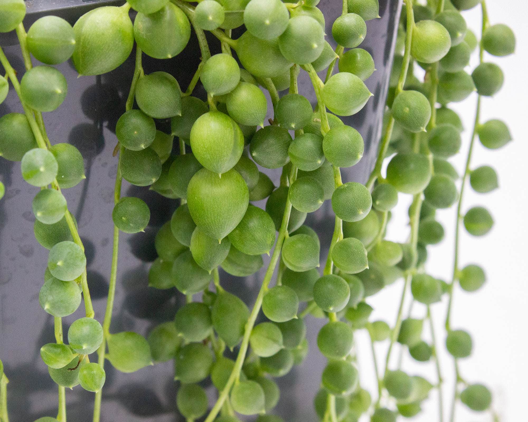 Senecio Rowleyanus - immagine 3