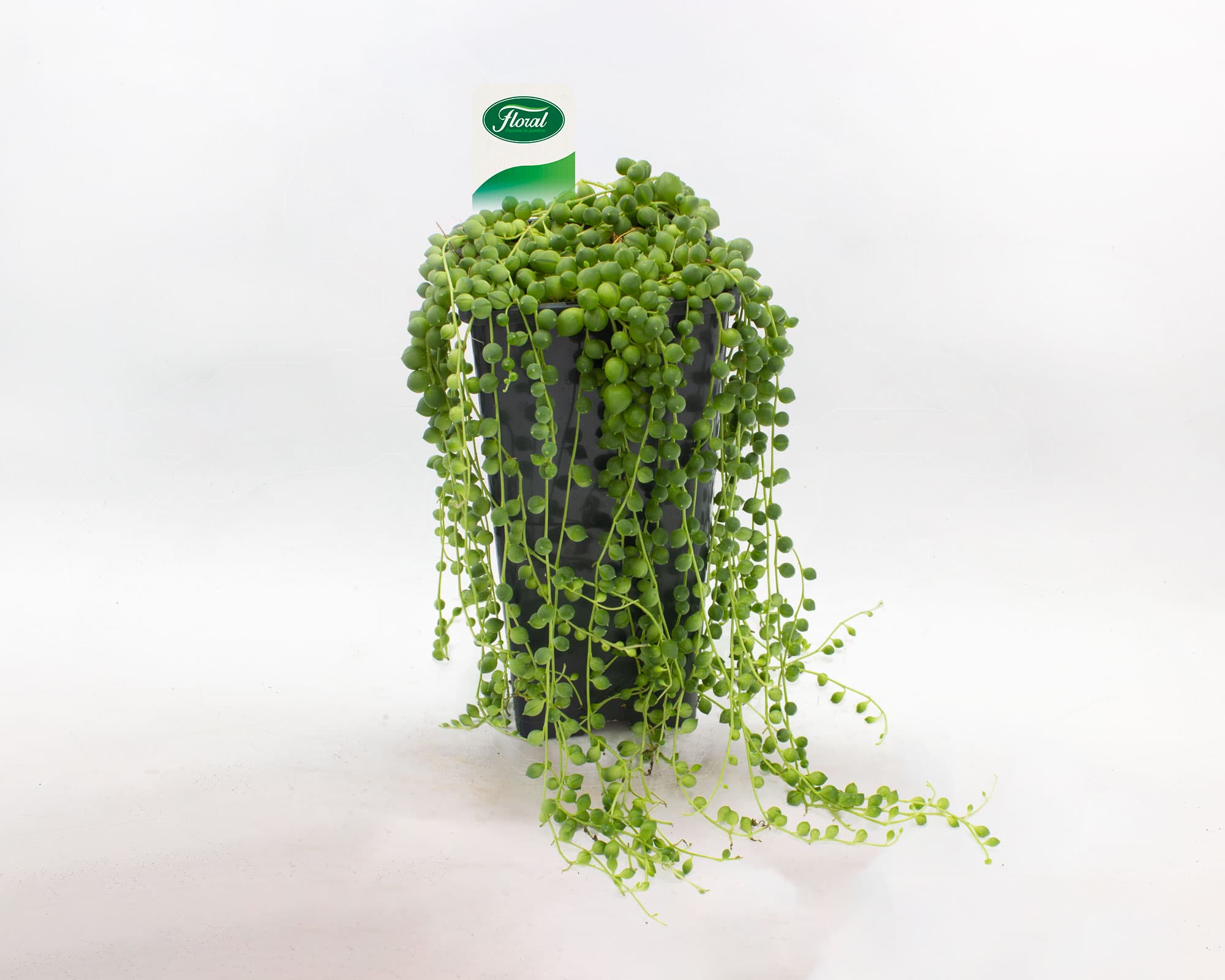 Senecio Rowleyanus