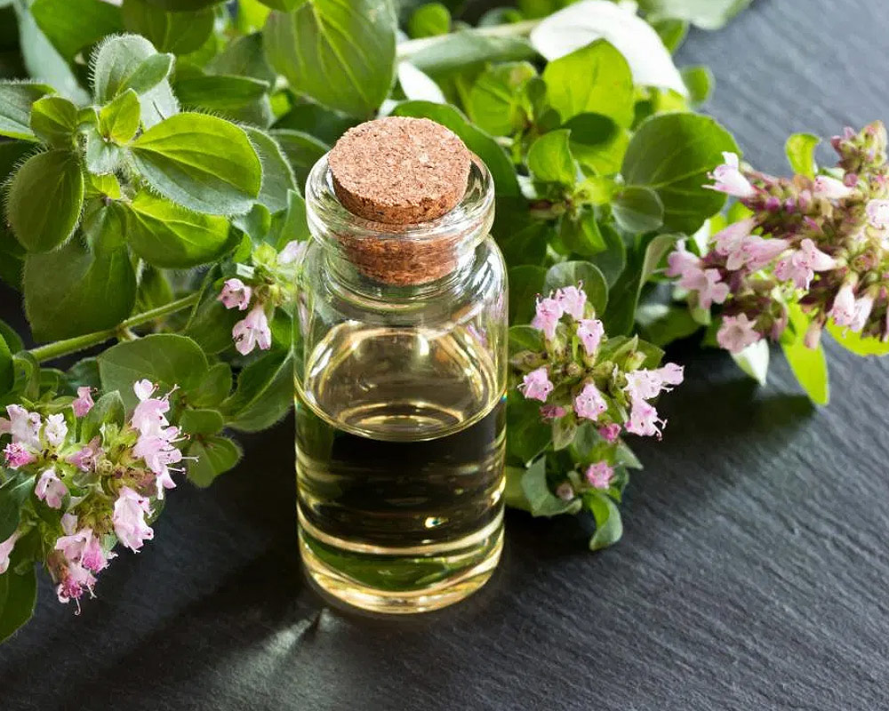 Citronella - immagine 3